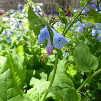 Virginia Bluebells (Mertensia virginica)