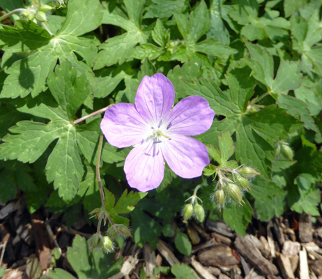 Wild Geranium (Geranium maculatum)