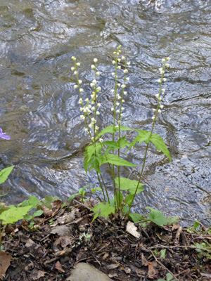 Foam Flowers (Tiarella cordifolia)