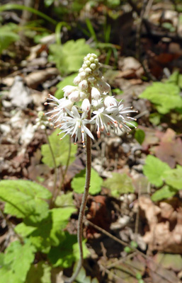 Doll’s-eyes (Actaea pachypoda)