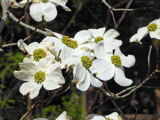 Dogwood Great Smoky Mts NP