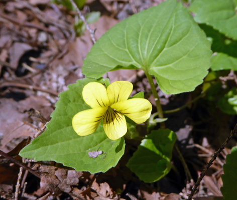 Downy Yellow Violets (Viola pubescens)