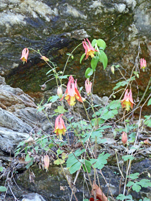 Wild Columbine (Aquilegia canadensi)