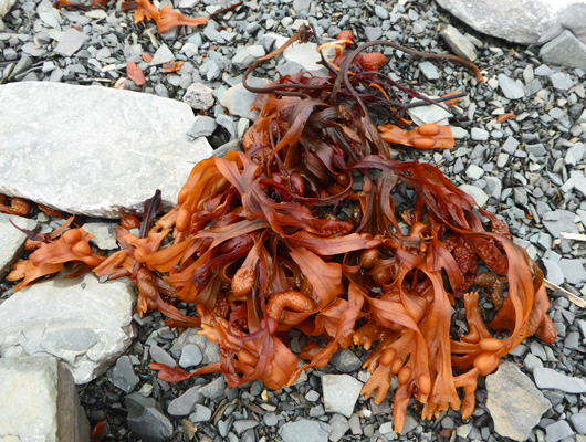 red and orange seaweed