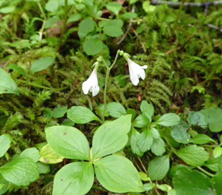 Twinflowers (Linnaea borealis)
