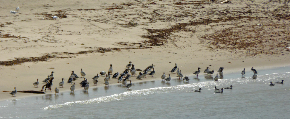 Birds on sand spit Steve's Trail Gros Morne