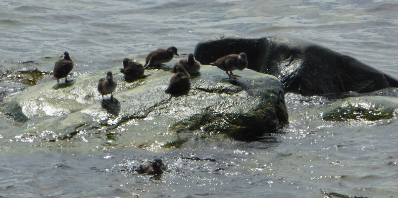 Duckllings on a rock