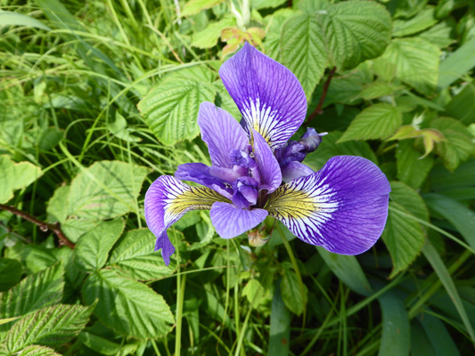 Blue Flags (Iris versicolor)