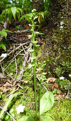 Roundleaf Orchid (Platnthera orbiculata)