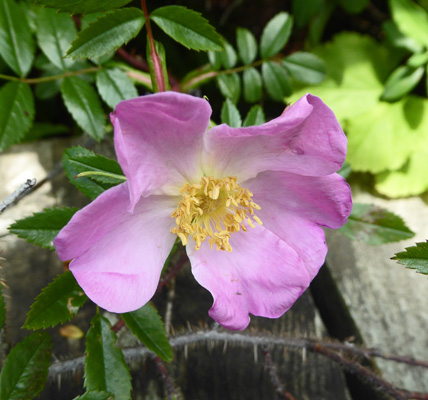 wild rose (Rosa virginiana)