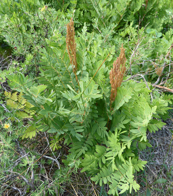 Royal fern (Osmunda regalis)