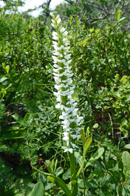 White Bog Orchids (Platanthera dilatata)