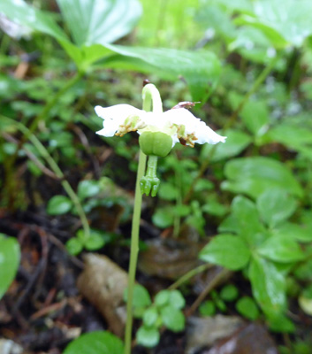 One-flowered Shinleaf (Moneses uniflora)
