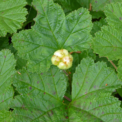 Bakeapple (Rubus chamaemorusa)