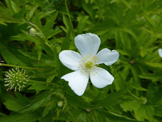 Meadow Anemones (Anemone canadensis)