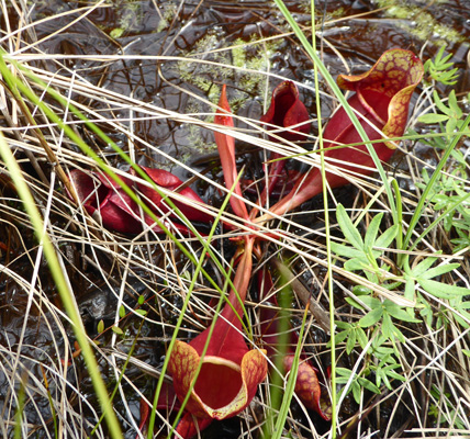 pitcher plants (Sarracenia purpurea)