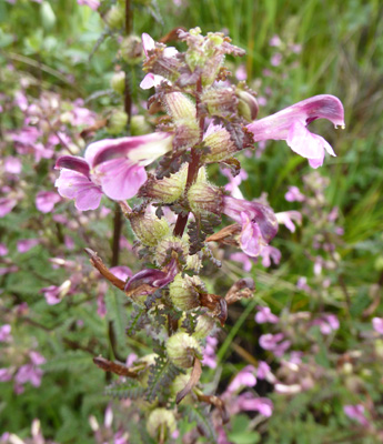 Marsh Lousewort (Pedicularis palustris)