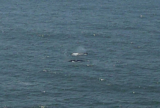 gray whales off Heceta Head
