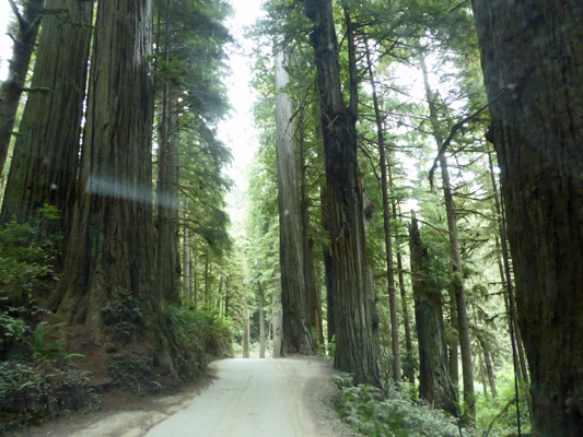 Howland Hill Road Redwood NP