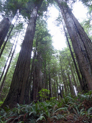 Howland Hill Road Redwood NP