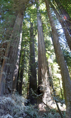 Boy scout Trail area Redwood NP