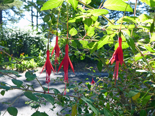 hardy fuschias Harris Beach SP