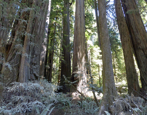 Boy scout Trail area Redwood NP