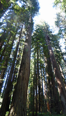 Stout Grove Redwood NP