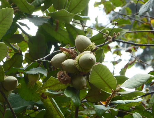 Canyon Live Oaks with acorns