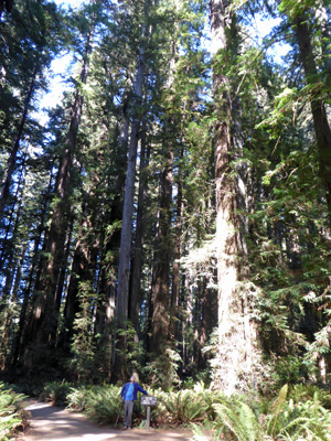 Stout Grove Redwood NP