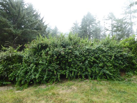 Escalonia hedge Harris Beach SP