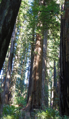 Stout Grove Redwood NP