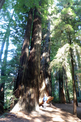 Stout Grove Redwood NP