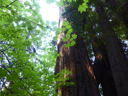 Vine Maple against redwood bark
