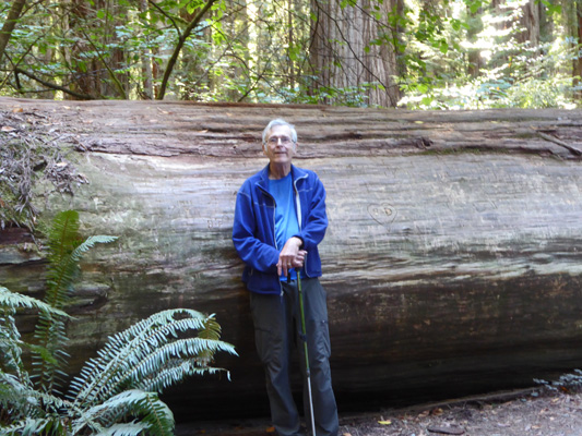 Walter Cooke fallen redwood Stout Grove
