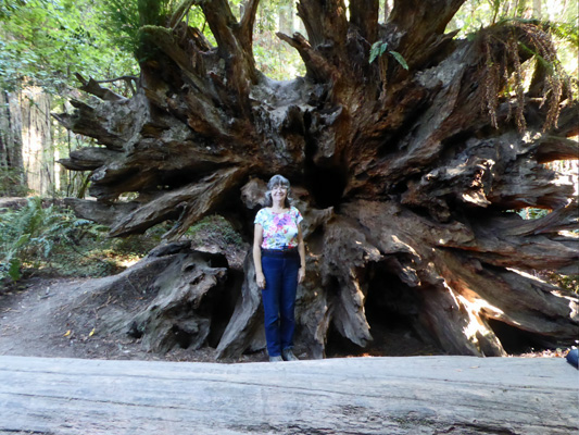 Sara Schurr redwood rootball Stout Grove