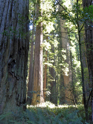 Stout Grove Redwood NP