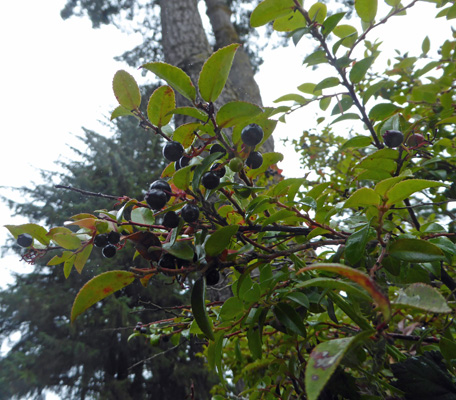 Evergreen huckleberries Harris Beach SP