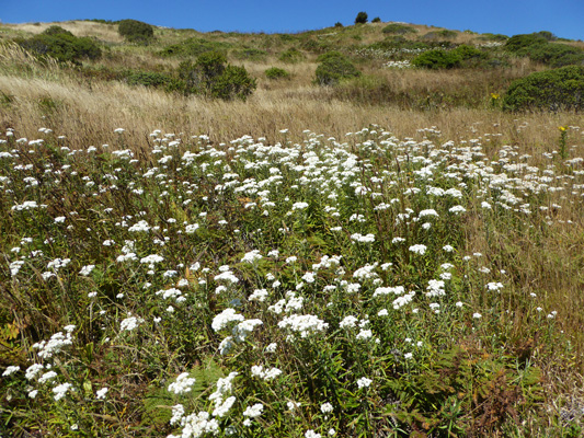 Pearly Everlasting (Anaphalis margaritacea)