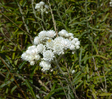 Pearly Everlasting (Anaphalis margaritacea)