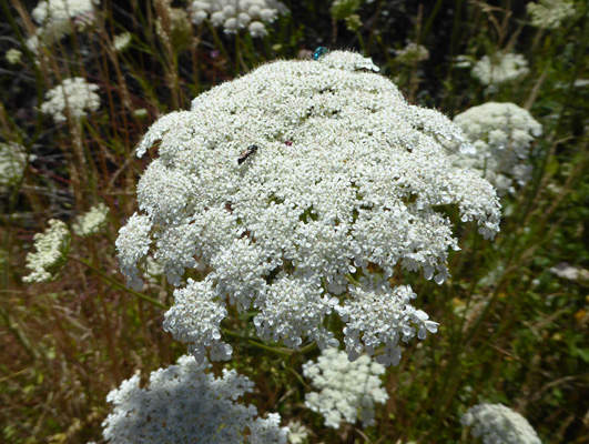 Queen's Anne Lace