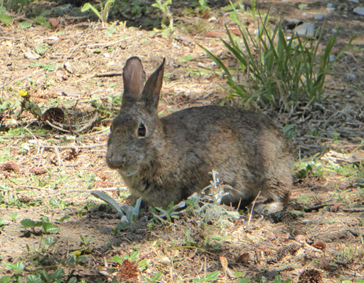Oregon Coast rabbit