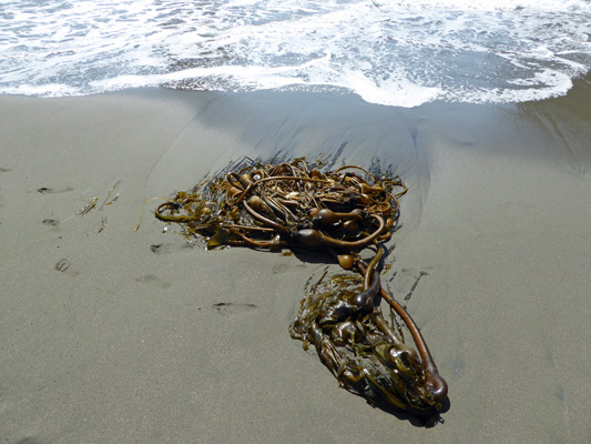 Kelp Whaleshead Beach OR