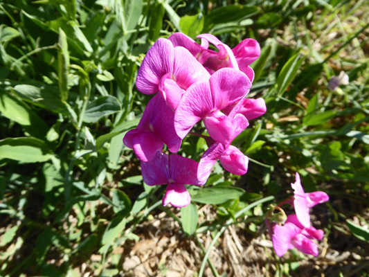 Perennial Sweetpeas (Lathyrus latifolius)