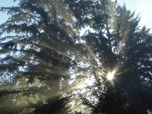 Sun through fog and trees