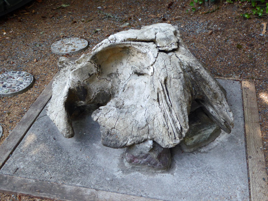 Whale skull Harris Beach State Park