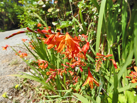 Crocosmia