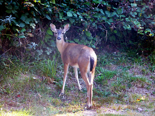 Deer at Harris Beach SP
