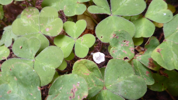 Redwood sorrel (Oxalis oregana)