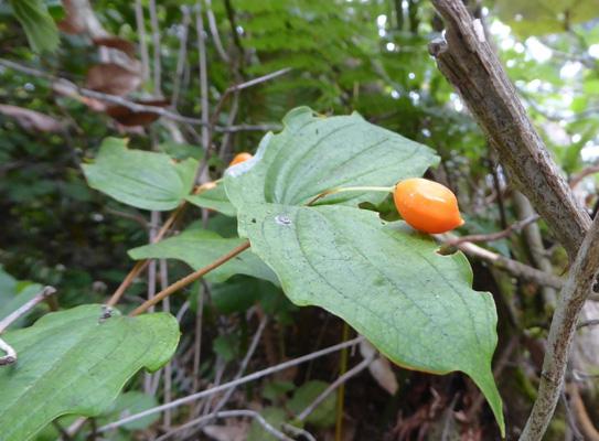 Smith's Fairybell (Disporum smithii)